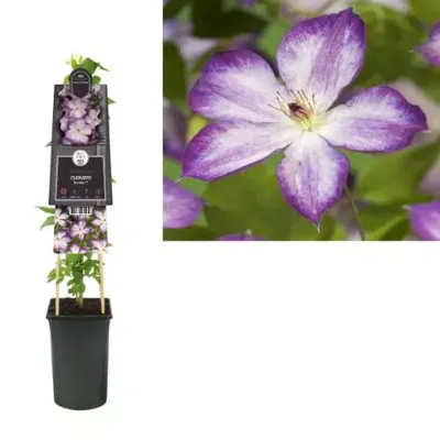 Grootbloemige Clematis Pernille PBR 75 cm klimplant