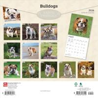 Engelse Bulldog Kalender 2026 - thumbnail