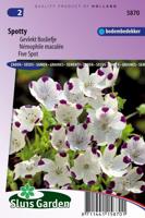 Nemophila Maculata zaden Spotty Bosliefje - thumbnail