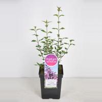 Sering (syringa chinensis "Saugeana") - 90-120 cm - 1 stuks - thumbnail