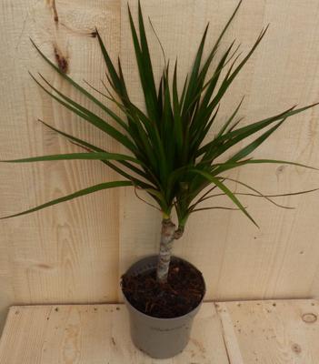 Drakenbloedboom Dracaena Marginata smal blad 30 cm kamerplant Warentuin Natuurlijk - Warentuin natuurlijk