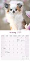 Chihuahua Kalender 2026 - thumbnail