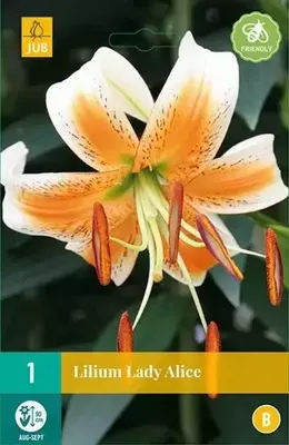 Lilium Lady Alice geel 1 bloembol Lelie JUB - Jub