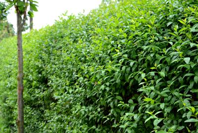 Haagliguster Haagliguster