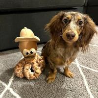 FUZZYARD OCTO-POSSE SIR DAVID OCTOBOROUGH PLUCHE - thumbnail