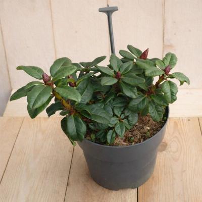 Rhododendron Scarlet Wonder Rhododendron repens 25 cm rode bloem Warentuin Natuurlijk - Warentuin natuurlijk Rhododendron Scarlet Wonder Rhododendron repens 25 cm rode bloem Warentuin Natuurlijk - Warentuin natuurlijk