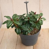 Rhododendron Scarlet Wonder Rhododendron repens 25 cm rode bloem Warentuin Natuurlijk - Warentuin natuurlijk - thumbnail