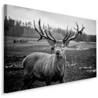 Schilderij - Prachtig hert in Zwart/Wit, Premium Print - thumbnail