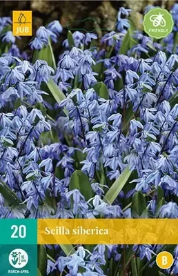 Scilla siberica 20 bollen
