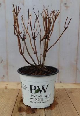 Hortensia Hydrangea Annable Annabel Roze Warentuin Natuurlijk - Warentuin natuurlijk