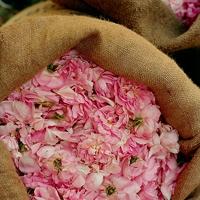 L&apos;Occitane Rose Body Lotion 250 ml Bodylotion - thumbnail