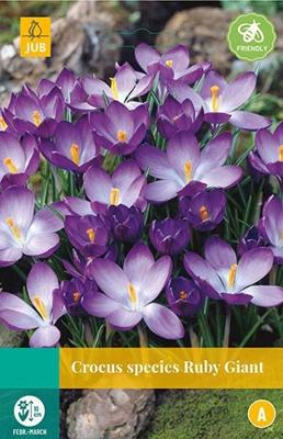 Krokus Ruby Giant 20 bollen Krokus Ruby Giant 20 bollen