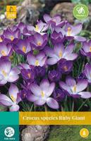 Krokus Ruby Giant 20 bollen - thumbnail