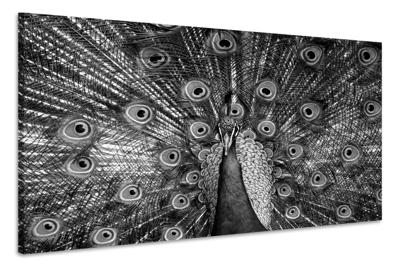 Schilderij - Trotse Pauw in zwart/wit, Premium Print, Wanddecoratie