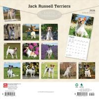 Jack Russell Terrier Kalender 2026 - thumbnail