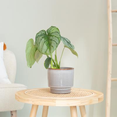 Philodendron Mamei - P12 Philodendron Mamei - P12