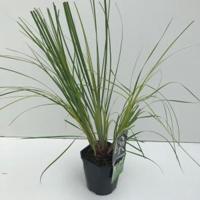 Dwergpampasgras (Cortaderia selloana "Mini Pampas") siergras - In 2 liter pot - 1 stuks - thumbnail