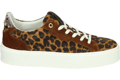 Floris van Bommel SFW-10106-23-01 - alle