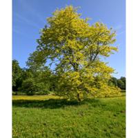 Gele Christusdoorn - thumbnail