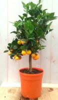 Mandarijnboompje 80 cm Citrus Warentuin Natuurlijk - Warentuin natuurlijk - thumbnail