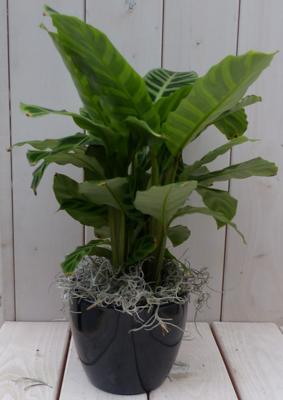 Calathea groen blad zwarte/antraciete pot 40 cm Warentuin Natuurlijk - Warentuin natuurlijk Calathea groen blad zwarte/antraciete pot 40 cm Warentuin Natuurlijk - Warentuin natuurlijk