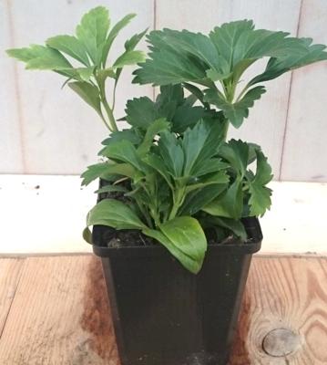5 stuks! Pachysandra Warentuin Natuurlijk - Warentuin natuurlijk