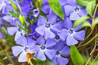 Maagdenpalm - thumbnail