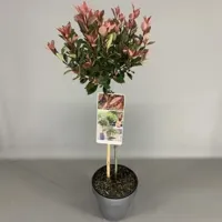 Glansmispel Photinia Fraseri Little Red Robin - thumbnail