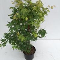 Japanse esdoorn (Acer Palmatum) - 60-70 cm - 1 stuks - thumbnail