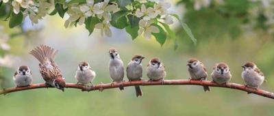 Mussen 130x50cm Tuinschilderij Customize-it - Customize it