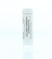 Homeoden Heel Calcarea carbonica ostrearum MK 6 Gram - thumbnail