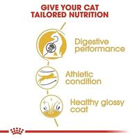 Royal Canin Adult Bengal kattenvoer 2 x 2 kg - thumbnail