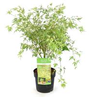 Acer Palmatum Butterfly - Japanse Esdoorn - P15 - thumbnail
