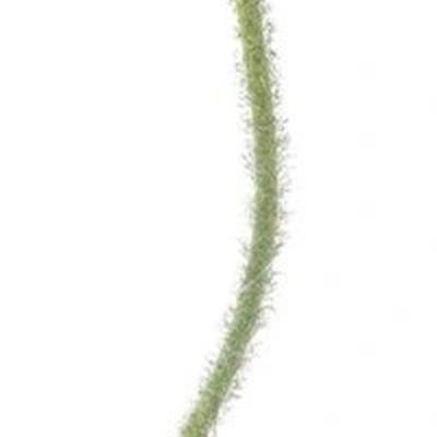 Poppy spray Ilse purple 69 cm kunstbloem Erutan Avon - Erutan avon