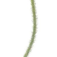 Poppy spray Ilse purple 69 cm kunstbloem Erutan Avon - Erutan avon - thumbnail