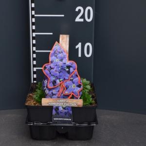 Randjesbloem (aubrieta hybride "Hamburger Stadtpark") bodembedekker - 4-pack - 1 stuks