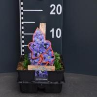 Randjesbloem (aubrieta hybride "Hamburger Stadtpark") bodembedekker - 4-pack - 1 stuks - thumbnail