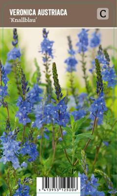 Vips Veronica austriaca Knallblau - Ereprijs Vips Veronica austriaca Knallblau - Ereprijs