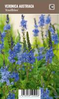 Vips Veronica austriaca Knallblau - Ereprijs - thumbnail