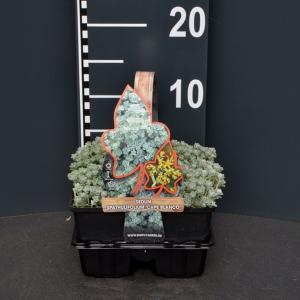 Vetkruid (sedum spathulifolium "Cape Blanco") bodembedekker - 6-pack - 1 stuks