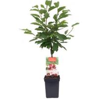 Kersenboom (prunus avium "Stella") fruitbomen - thumbnail