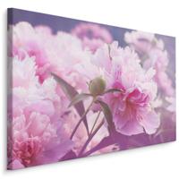 Schilderij - Roze Pioenrozen , print op canvas, premium print , Wanddecoratie - thumbnail