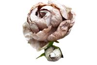 Enkele bruine pioenroos Buitengewoon de Boet - Buitengewoon de boet - thumbnail