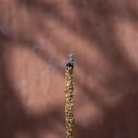 Sagrada Madre Palo Santo Wierook met Lavendel - thumbnail