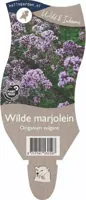 Wilde marjolein vaste plant Griffioen - Griffioen - thumbnail