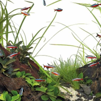 Superfish quadro 40 multi colour wit Superfish - Superfish