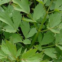 Maggikruid lavas BIO - thumbnail