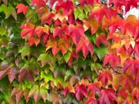 Wilde wingerd - thumbnail