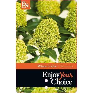 Skimmia (Skimmia Japonica “White Globe”®) heester - 15-20 cm (P9.5) - 18 stuks