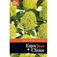 Skimmia (Skimmia Japonica “White Globe”®) heester - 15-20 cm (P9.5) - 18 stuks - thumbnail